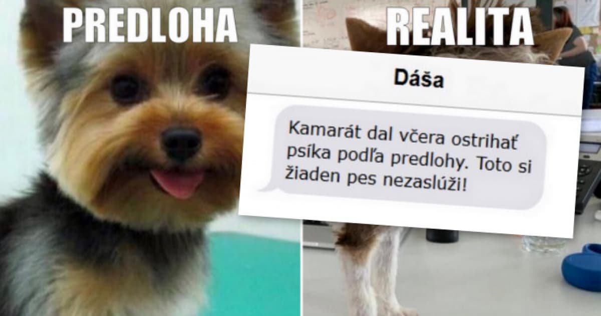 V Námestove vedia ako strihať psov podľa predlohy. Ibaže by...