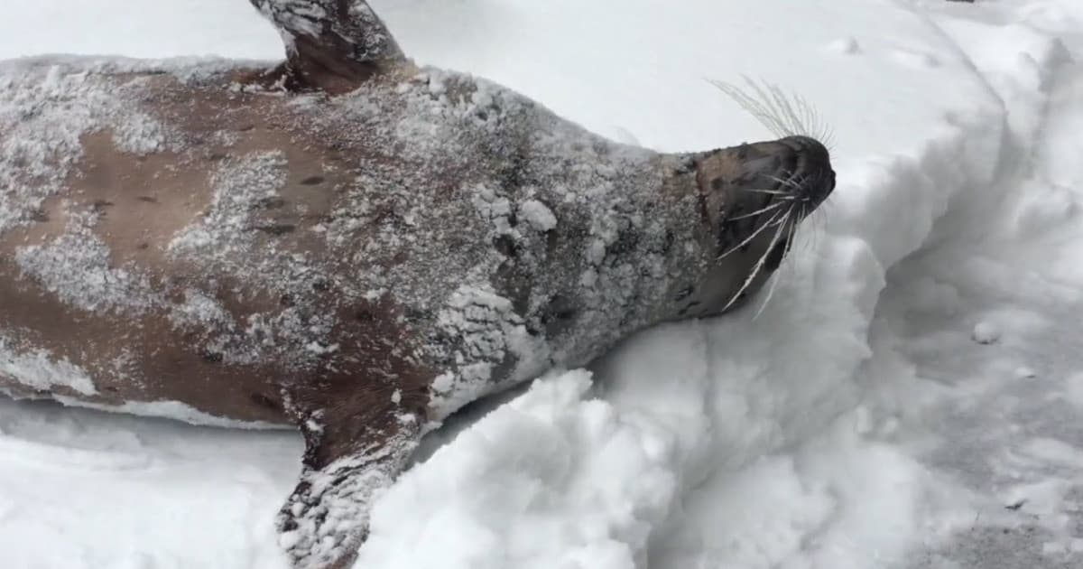 Toto milé video zvierat v Zoo, ktoré sa tešia zo snehu, si už pozreli takmer 4 milióny ľudí