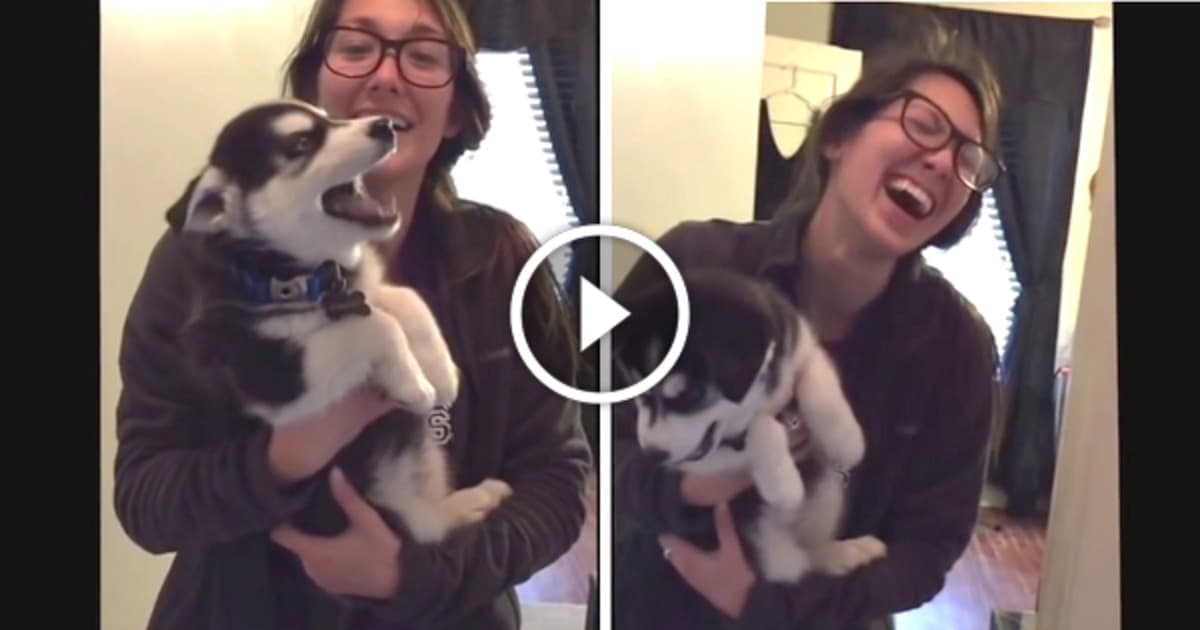 Rozprávajúci, malý husky z Maďarska ťa rozosmeje a urobí ti deň!