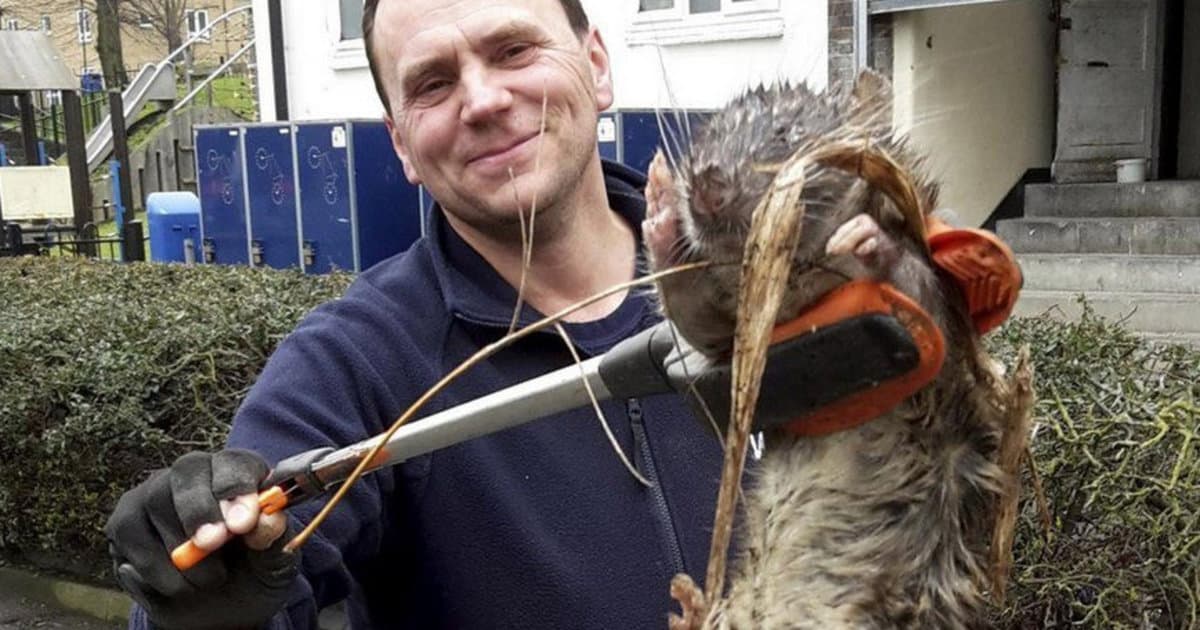 Chytil 12 kilového potkana. Sleduj ten obrovský chvost!