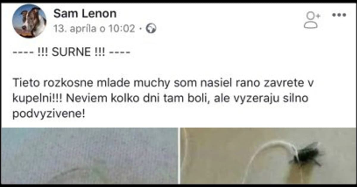 Inzerát tohto Slováka má už viac ako 1000 zdieľaní. Hľadá domov pre dve podvyživené muchy!