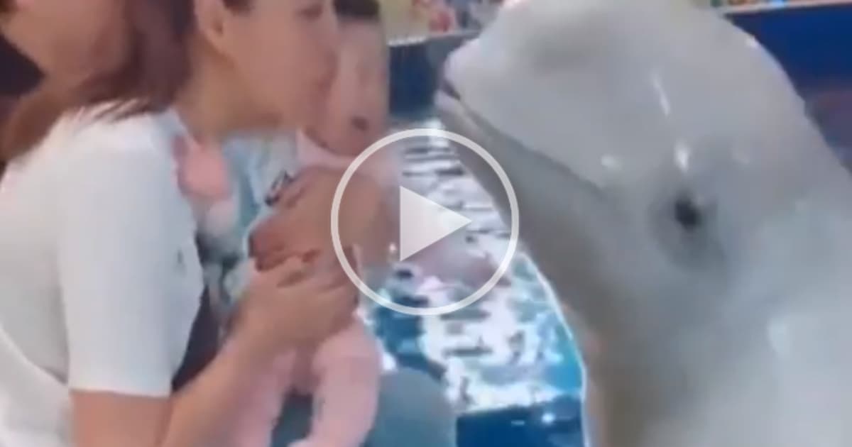 Toto sa len tak nevidí! Bieluha vyskočila a pobozkala malé bábätko