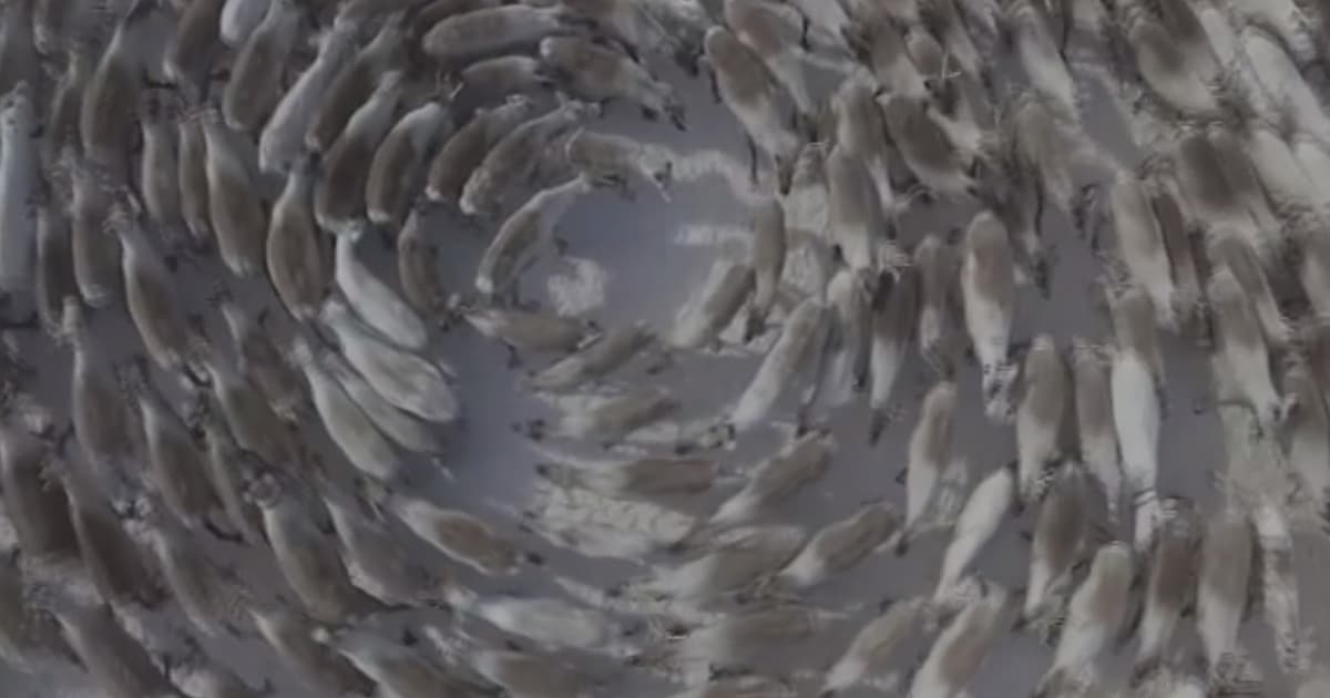 Video krúžiacich sobov, ktoré nevie nik spoľahlivo vysvetliť