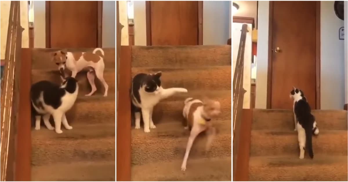 VIDEO: Táto mačka ti predvedie ako sa u psa aktivuje turbo pohon