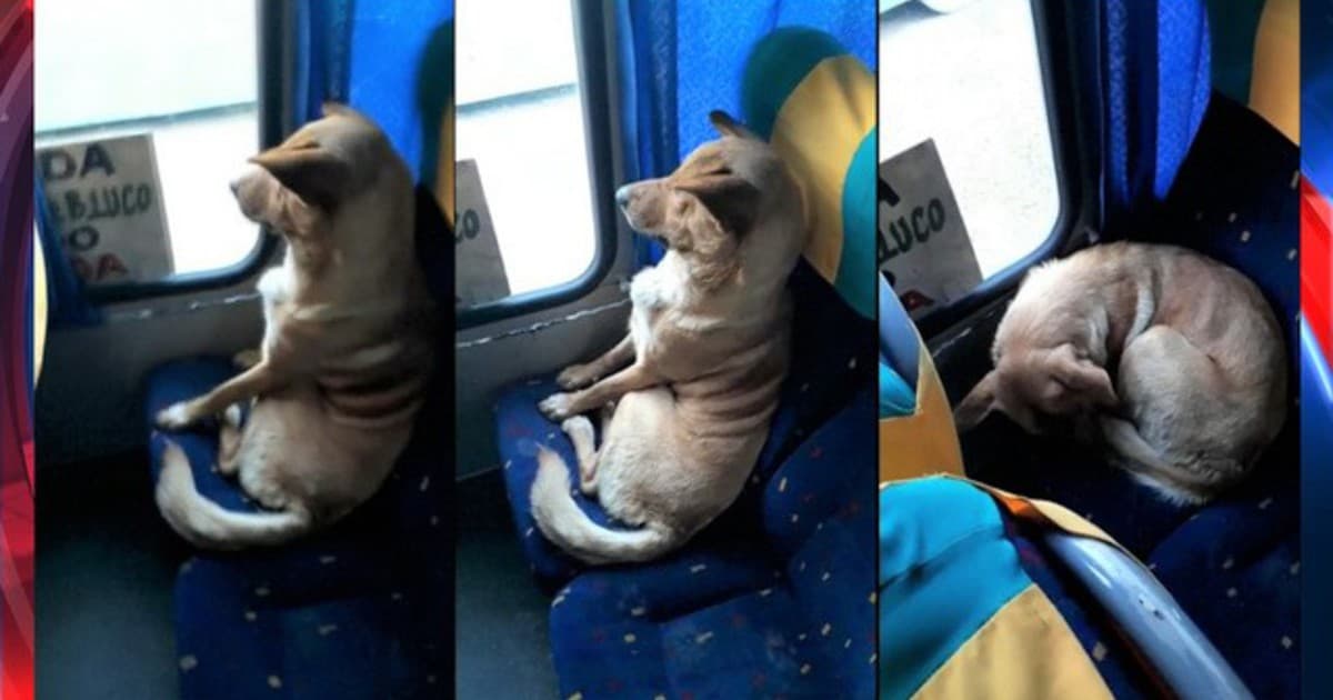 Tento opustený pes sa vkradol do autobusu. Reakcia vodiča ťa nenechá chladným