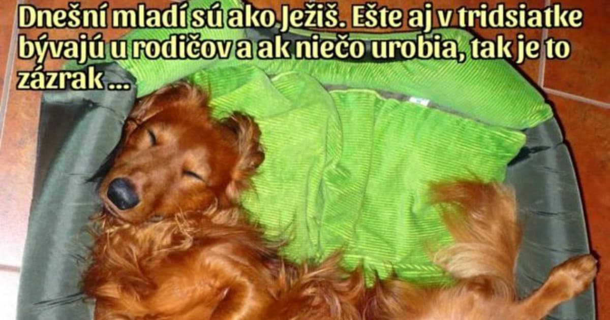 Slovenský jazvečík Herodes je hviezdou internetu! Ľudí zabáva skvelými vtipmi