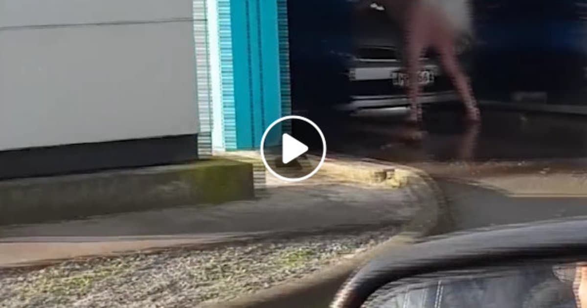 VIDEO: Išli si dať umyť auto, no keď videli toho chlapa, radšej to otočili