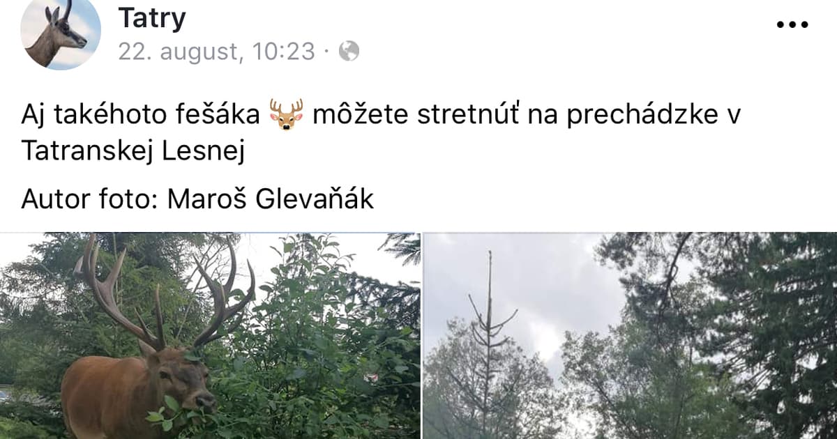 Prechádzal sa Tatranskou Lesnou a zrazu ho uvidel. Na toto stretnutie určite nikdy nezabudne