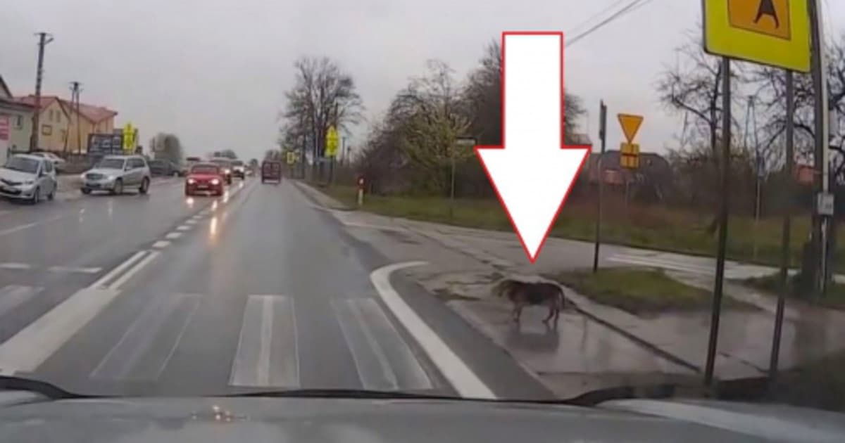 Poľský psík je vzorom pre celý svet! Ukázal, ako bezpečne prejsť cez priechod pre chodcov