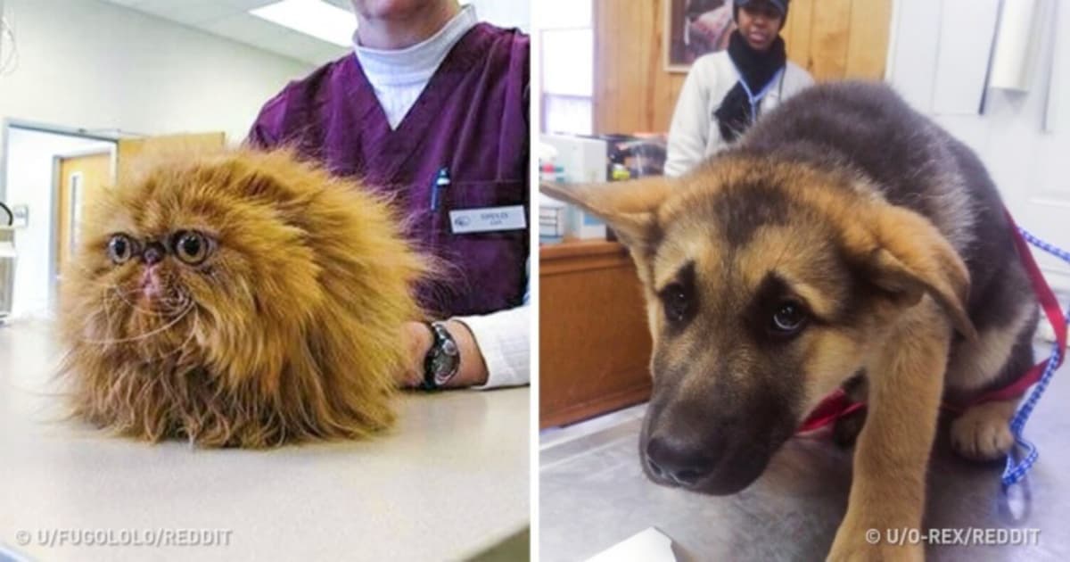 10 domácich miláčikov, ktoré si práve uvedomili, že idú k veterinárovi