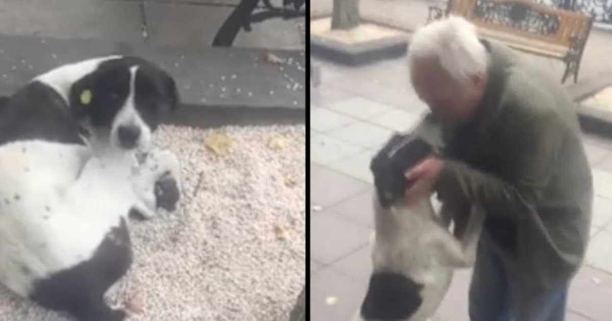 Po 3 rokoch hľadania našiel náhodou na ulici svojho psa. Reakcia ťa chytí za srdce