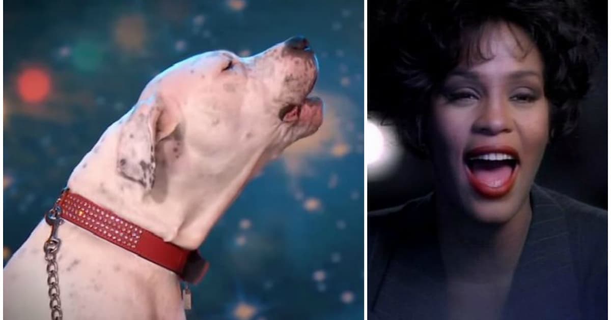 Tento pes prišiel do talentovej šou a „zaspieval“ najväčší hit od Whitney Houston