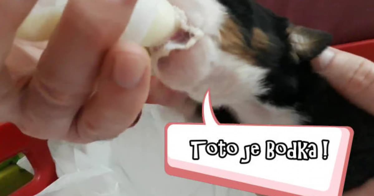 Janka si zobrala do dočasnej opatery malého hluchého psíka. Takto vyzeral ich prvý spoločný rok!