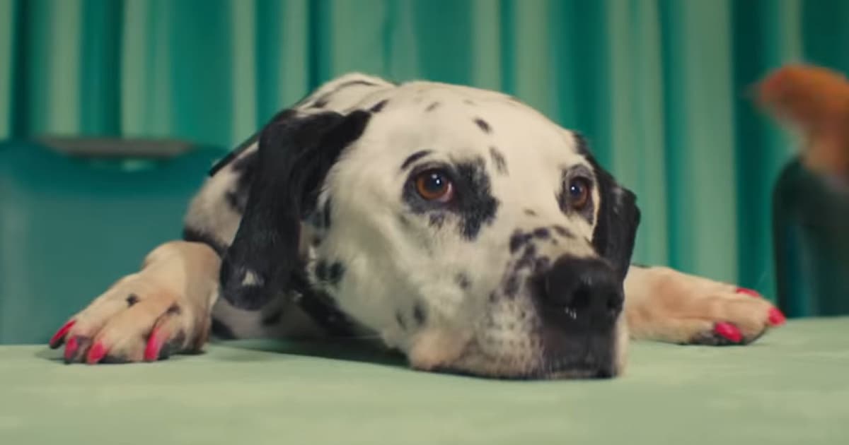 Katy Perry predstavila vtipný videoklip k singlu „Small Talk“. Je plný psov!