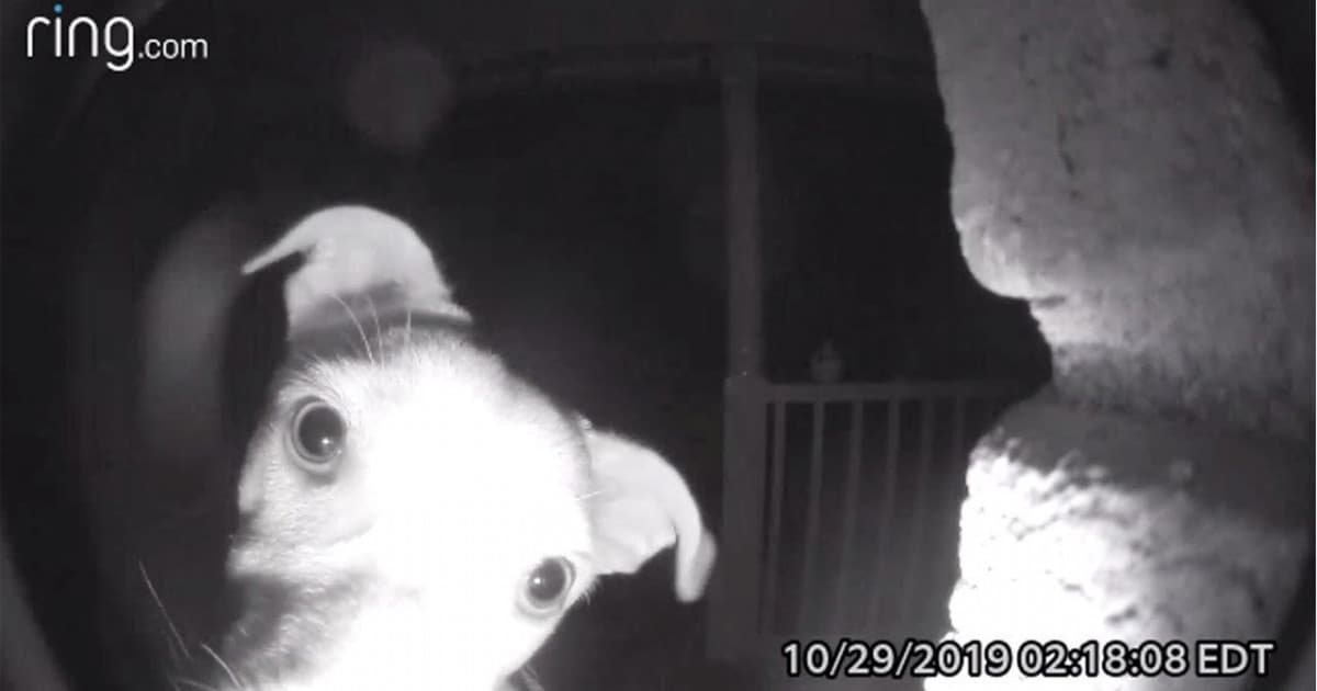 Omylom vymkli svojho psa. Na záberoch z kamery uvideli, že urobil niečo neuveriteľné