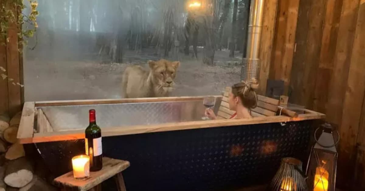 V tomto hoteli môžu hostia spať „priamo“ medzi levmi. Nájdeš ho len kúsok od Londýna