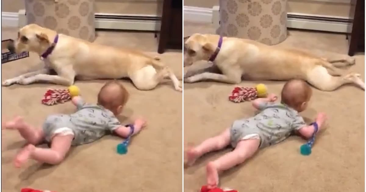 Starostlivý domáci maznáčik. Takto sa labrador snažil bábätko naučiť loziť