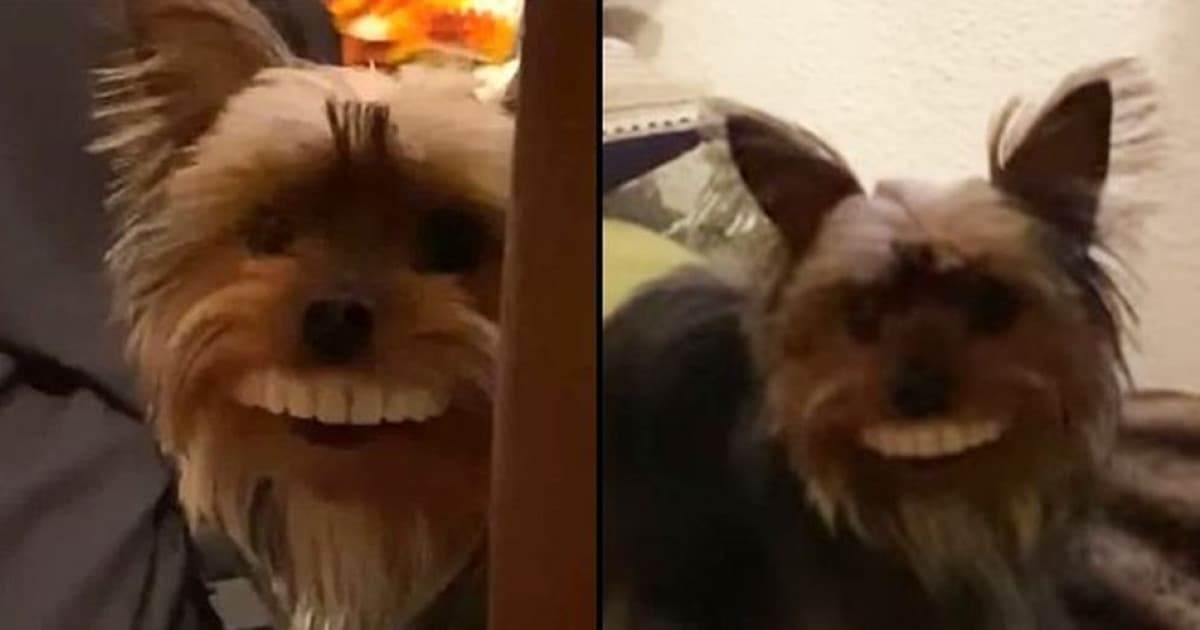 Kúpil si veľké umelé zuby, aby sa zabavil v karanténe, no ukradol mu ich jeho pes. Výsledok stojí za to!