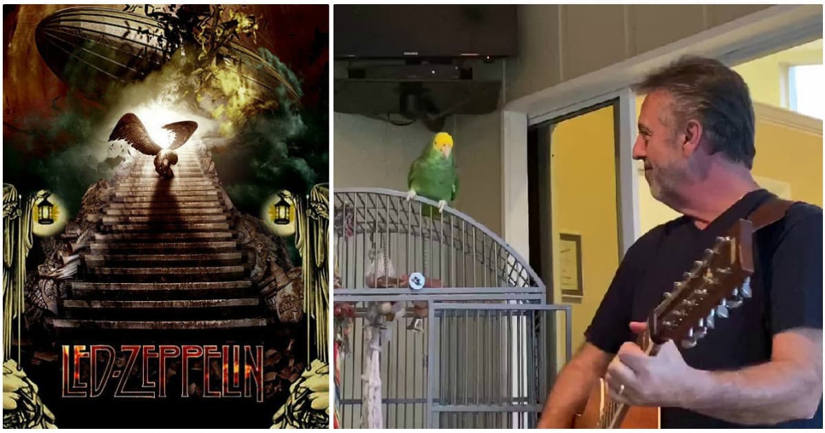Spievajúci papagáj ovládol internet. Svetoznámy hit od Led Zeppelin spieva ako človek!