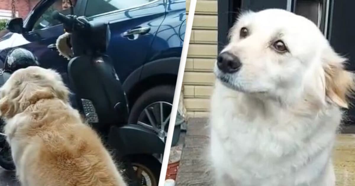 Tento pes každé ráno nechce, aby jeho pán odišiel do práce. Skúša naňho preto takýto smutný výraz