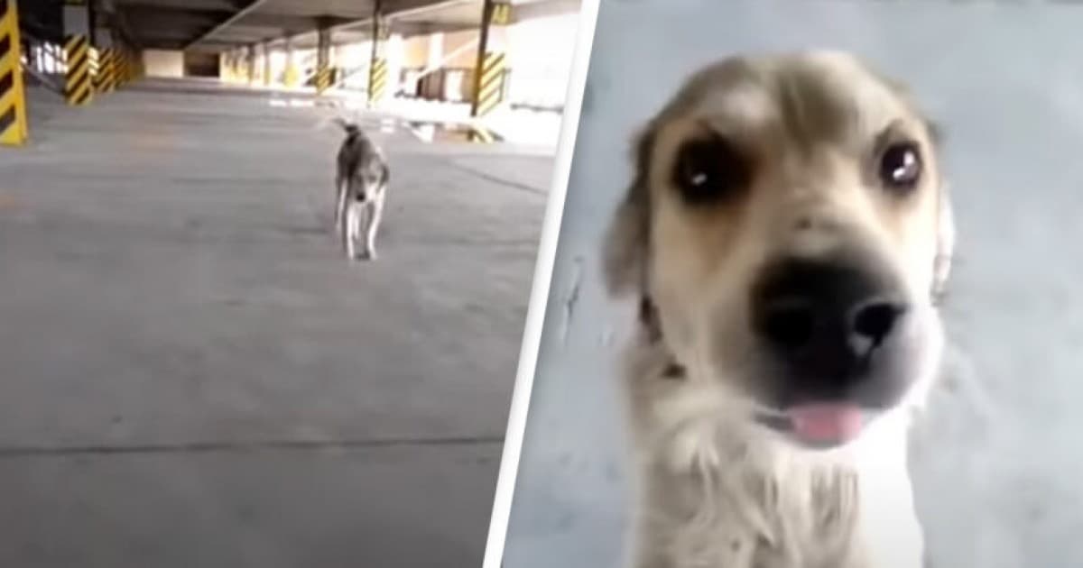 Stratený pes, ktorý po troch mesiacoch konečne našiel svojho pána, sa od šťastia doslova rozplakal