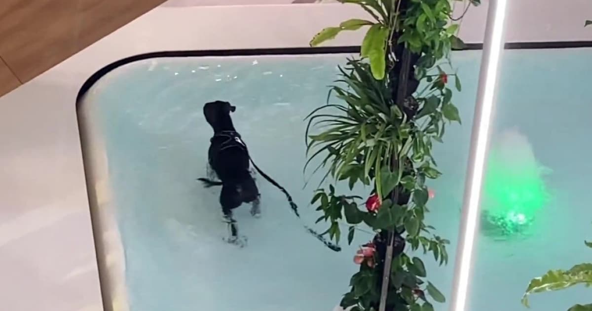 VIDEO: V bratislavskom Auparku utiekol pánovi pes. Užíval si vlastný wellness!