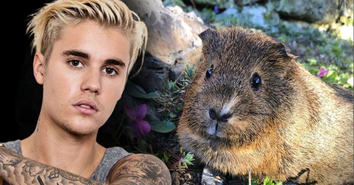 Ivanka má najslávnejšie morča na Slovensku! Jeho video zdieľal aj Justin Bieber